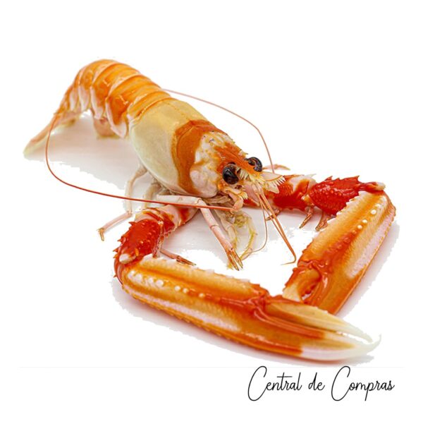 Cigala Fresca Marín