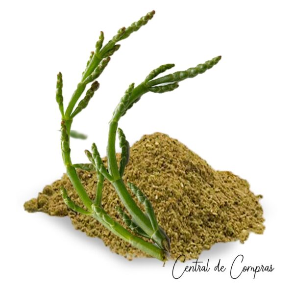 Salicornia Molida