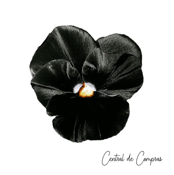Pensamiento Negro