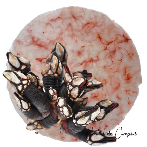 Percebes Carpaccio